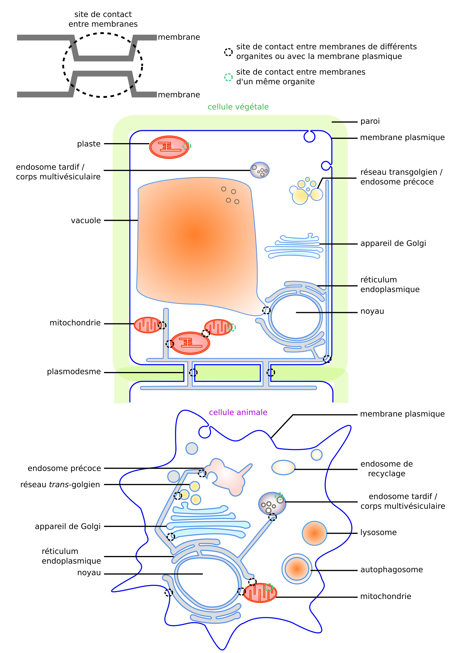 Les Membranes Biologiques Des Structures Dynamiques Planet Vie 7228